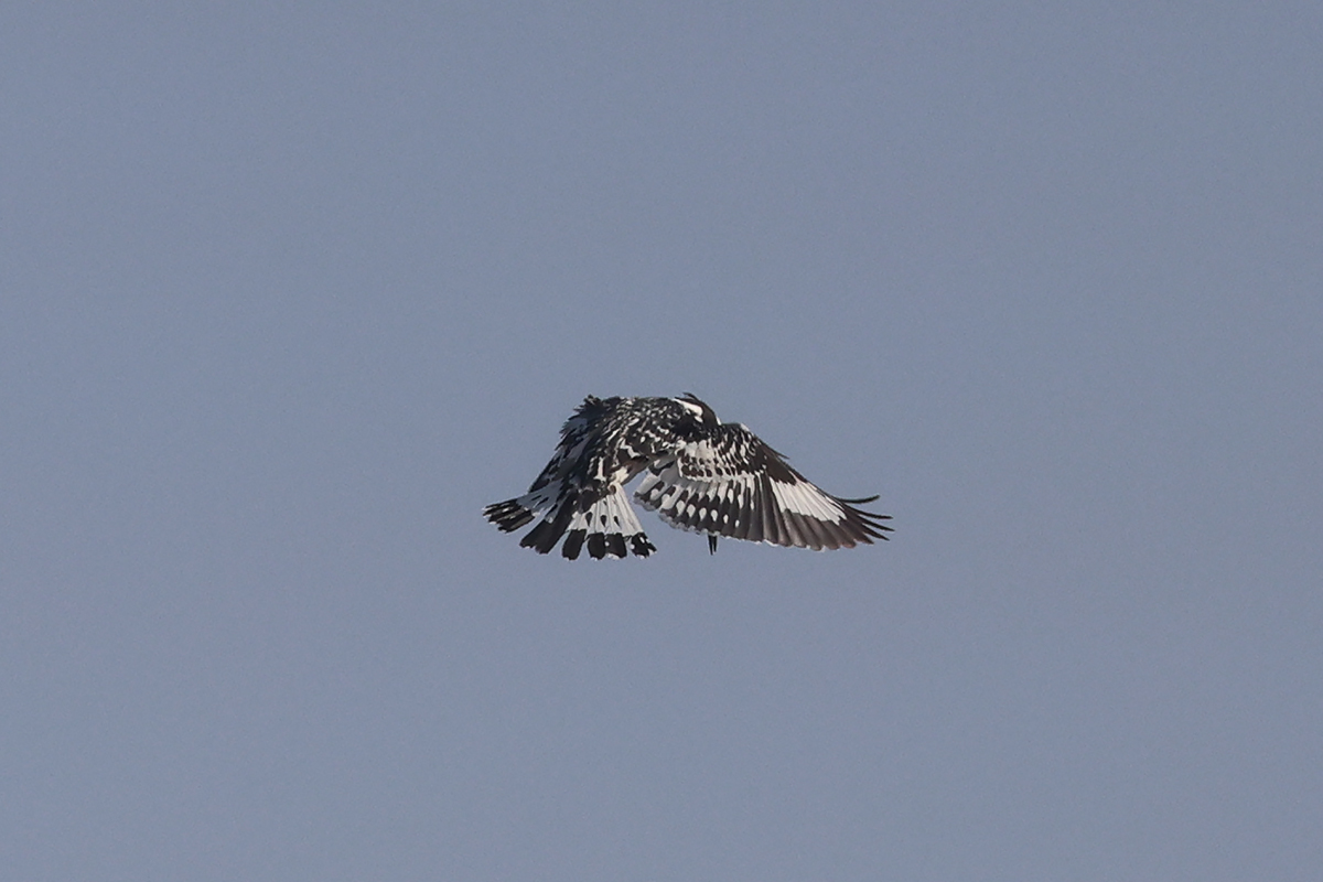 Pied Kingfisher